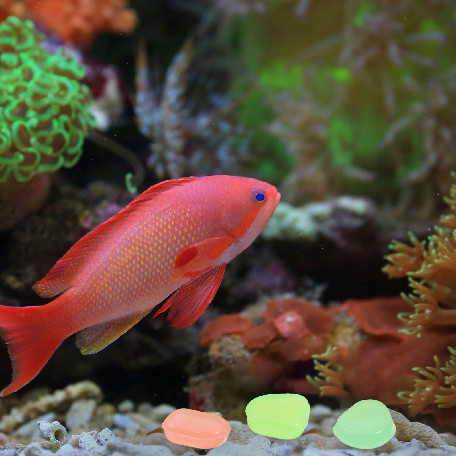 400 stuks Glow-in-the-dark kie - Aquarium Fish That Glow In The Dark recensie en prijs