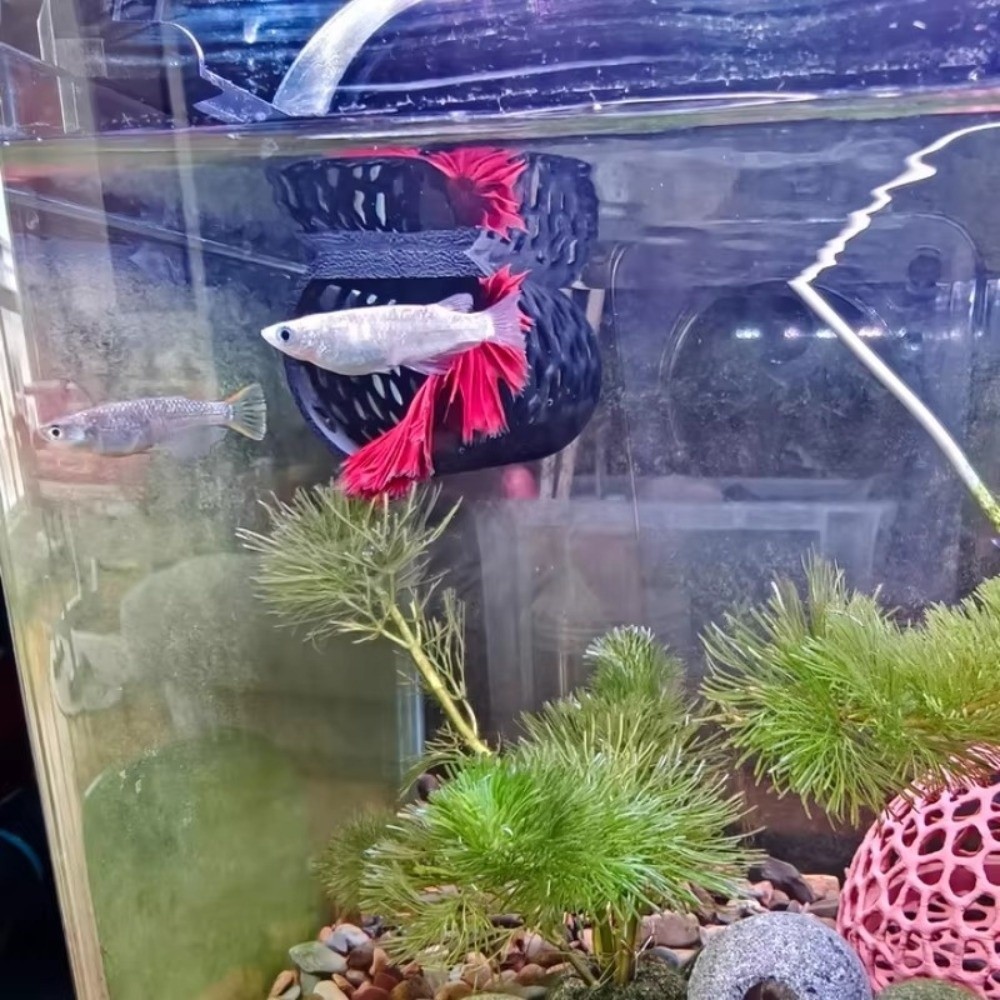 Aquariumtunnel Aquarium Visver - Aquarium Fish Games recensie en prijs