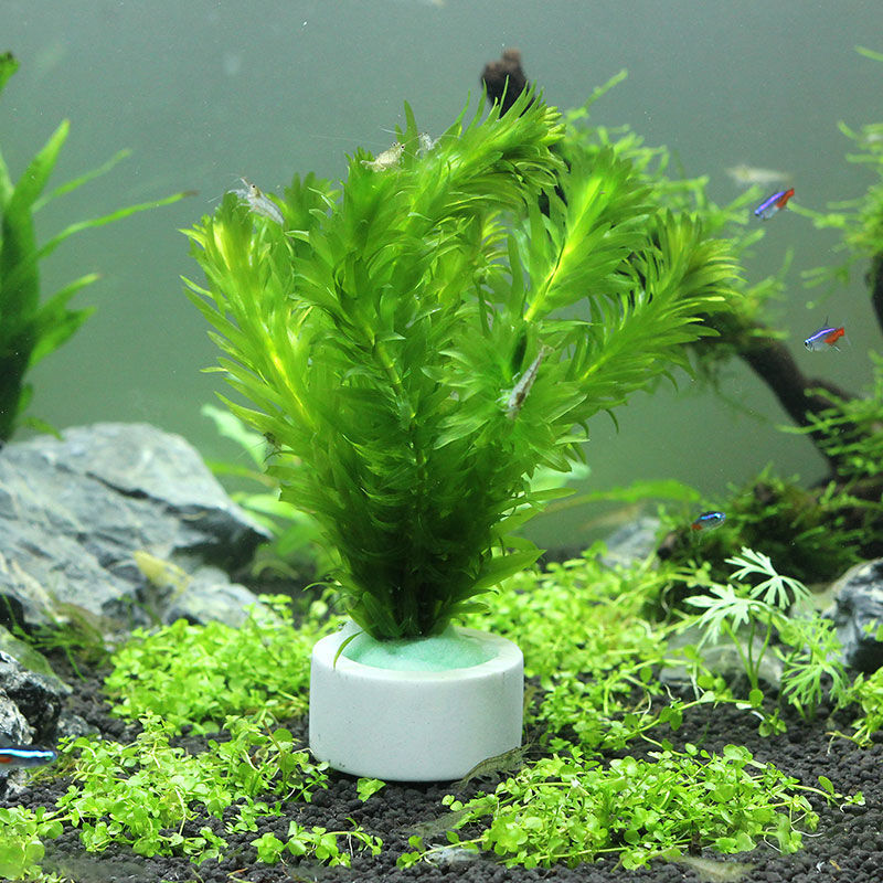 Aquariumdecoratie keramische r - Aquarium Fish Pot recensie en prijs
