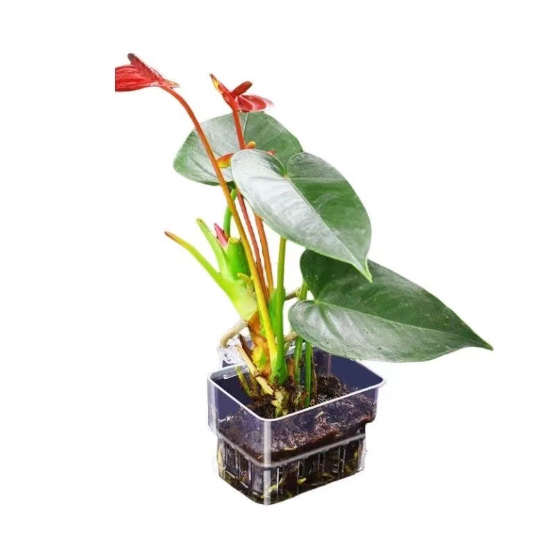 Aquarium Hydroponische Planten - Aquarium Fish Pot recensie en prijs